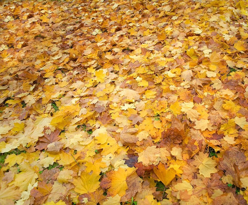 Carpet of autumn fallen foliage