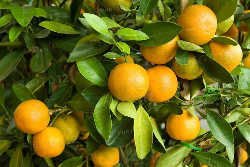 Orange fruit Bonsai Tree at Malaysia Asia