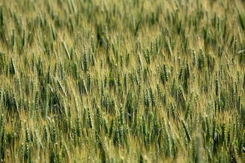 Wheat in fields in Punjab, India, Asia