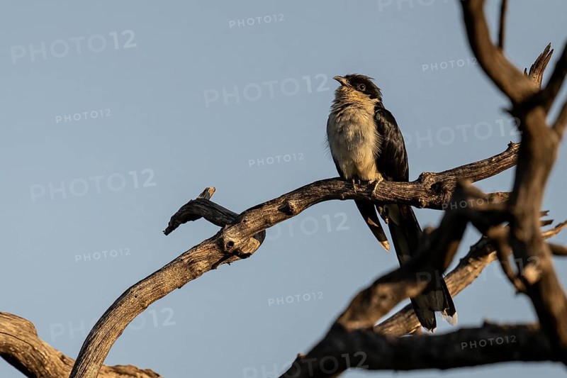 Jacobin Cuckoo (Clamator jacobinus, syn.: Oxylophus jacobinus) Qwabi Private Game Reserve, Biosphere Reserve, Limpopo, South Africa, Africa