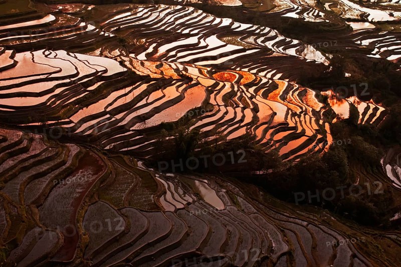 Rice field terrace, yunnan, china
