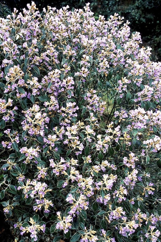 Kurunji flowers strobilanthes lanatus nees acanthaceae flowering in Mukurthi national park, Ooty, Ootacamund, Udhagamandalam