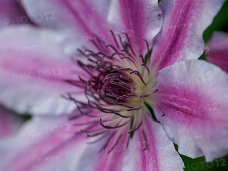 Close-up of a pink clematis flower with detailed stamens and delicate petals, borken, westphalia, münsterland