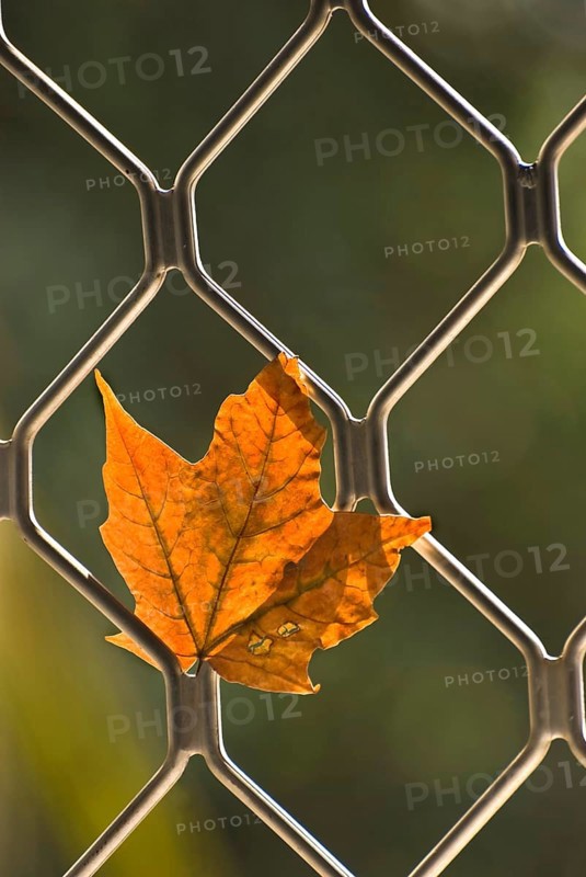 Maple leaf dried and withered in autumn and trapped in window grill
