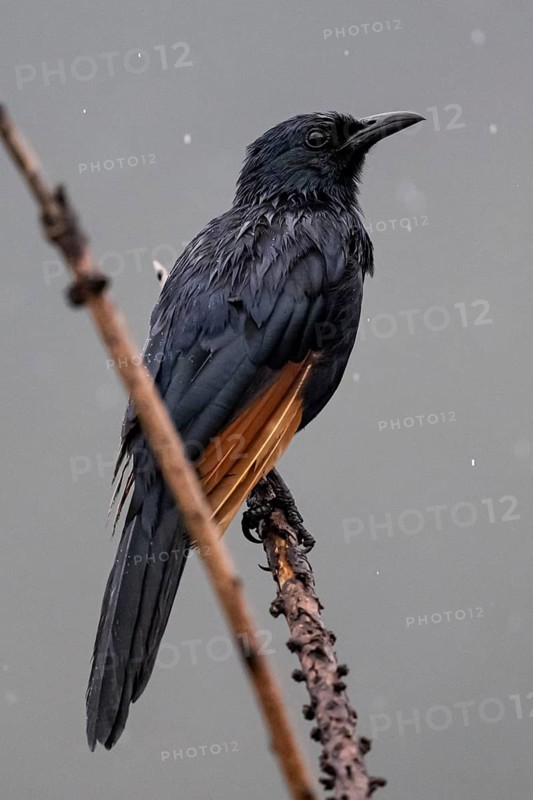 Red-winged Starling (Onychognathus morio), Qwabi Private Game Reserve, Biosphere Reserve, Limpopo, South Africa, Africa