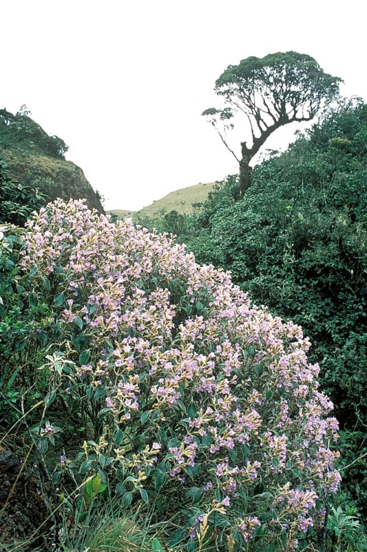 Kurunji flowers strobilanthes lanatus nees acanthaceae flowering in Mukurthi national park, Ooty, Ootacamund, Udhagamandalam
