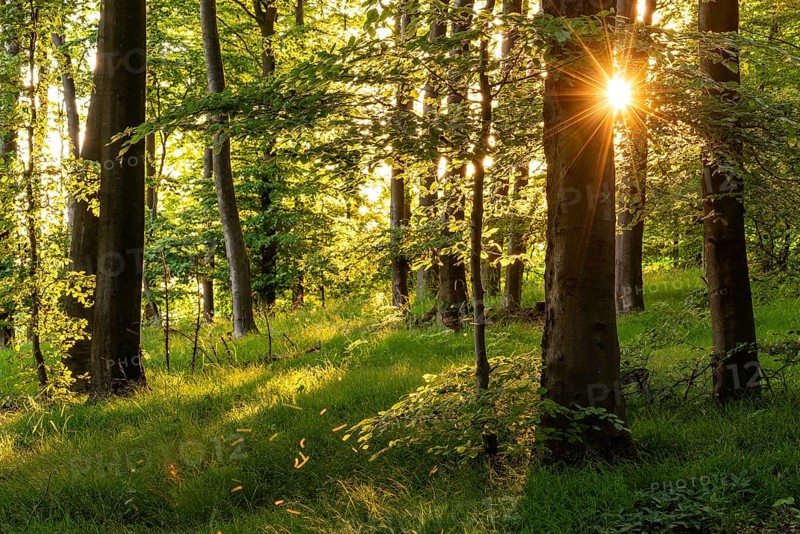 Sunbeams with sun star between the trunks of tall beech trees in an idyllic spring forest with green forest floor, Mörth, Schieder-Schwalenberg, North Rhine-Westphalia, Germany, Europe