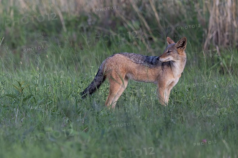 Black-backed jackal (Lupulella mesomelas, synonym: Canis mesomelas), Qwabi Private Game Reserve, Biosphere Reserve, Limpopo, South Africa, Africa