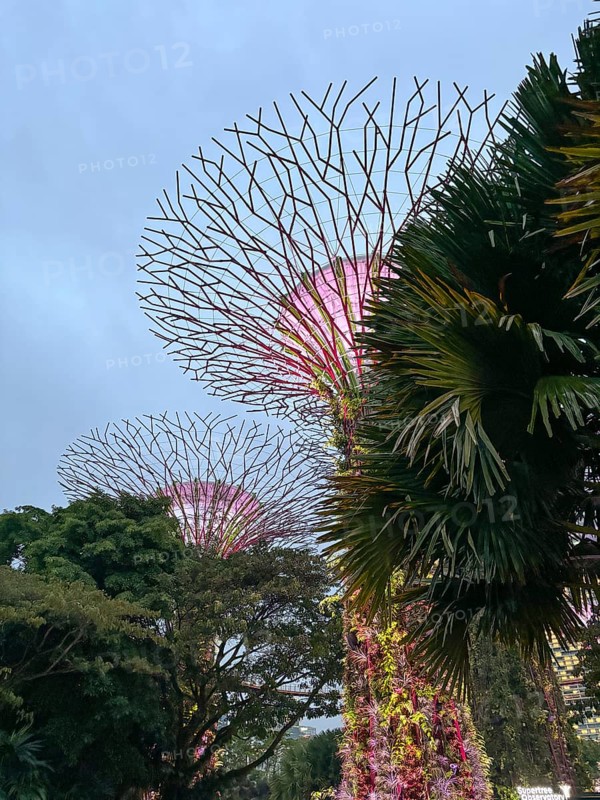 Futuristic supertrees with bright purple in a garden at dusk, singapore