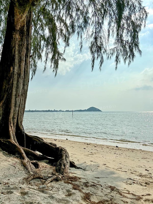 Large tree on a quiet beach overlooking the sea and a distant island, koh samui, thailand