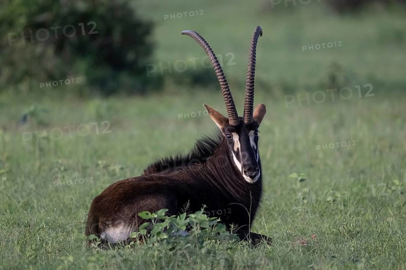 Sable antelope (Hippotragus niger), male, Qwabi Private Game Reserve, Biosphere Reserve, Limpopo, South Africa, Africa