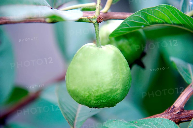 Guava Fruit on Plant