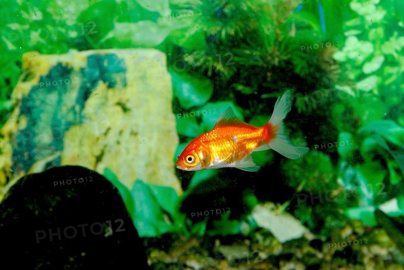 Goldfish in water