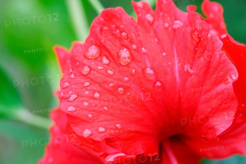 Red hibiscus flower