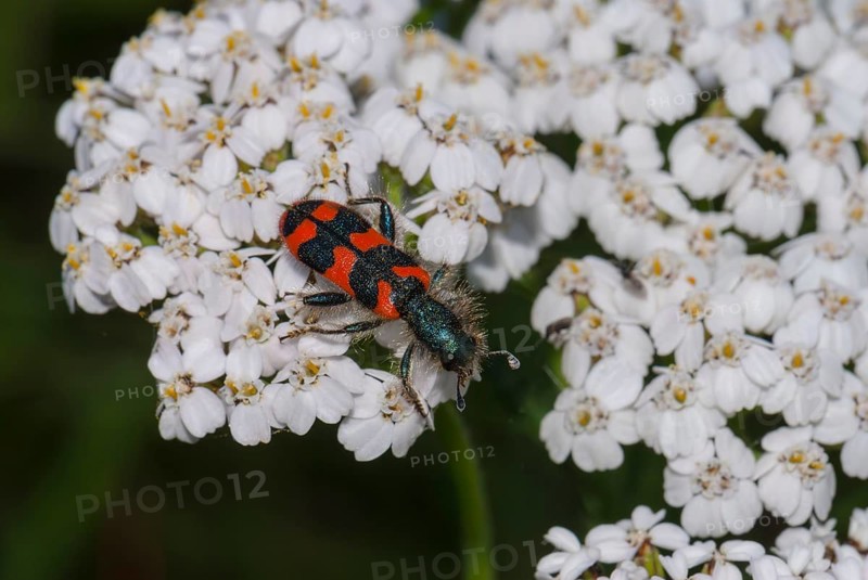 Colorado beetle (Trichodes alvearius) on pure fern, Schneidhain, Bad Soden am Taunus, Hesse, Germany, Europe