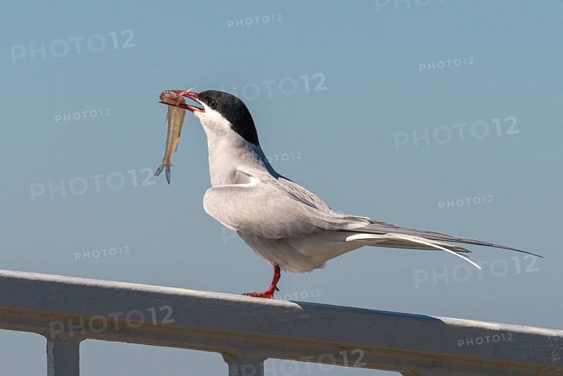 Common Tern (Sterna hirundo) with a small fish as a bridal gift, Wesselburenerkoog, Schleswig-Holstein, Germany, Europe