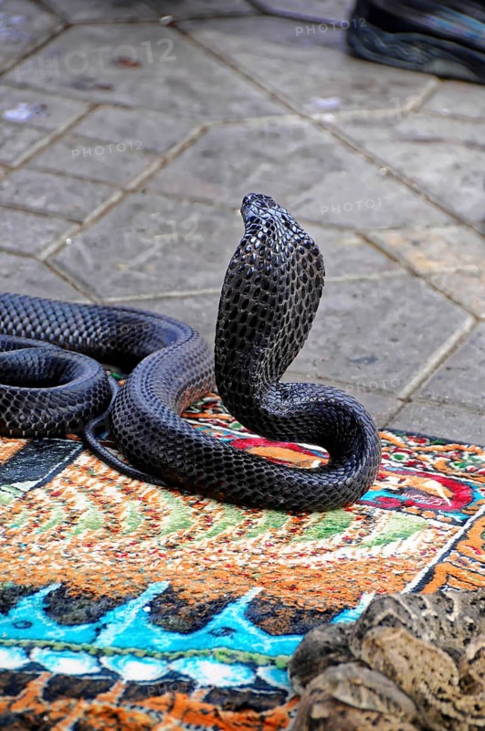 UNESCO World Heritage Site, Marrakech, Morocco, A black cobra on a carpet in a traditional snake charming scene, Marrakech, UNESCO World Heritage Site, Marrakech, Morocco, Africa