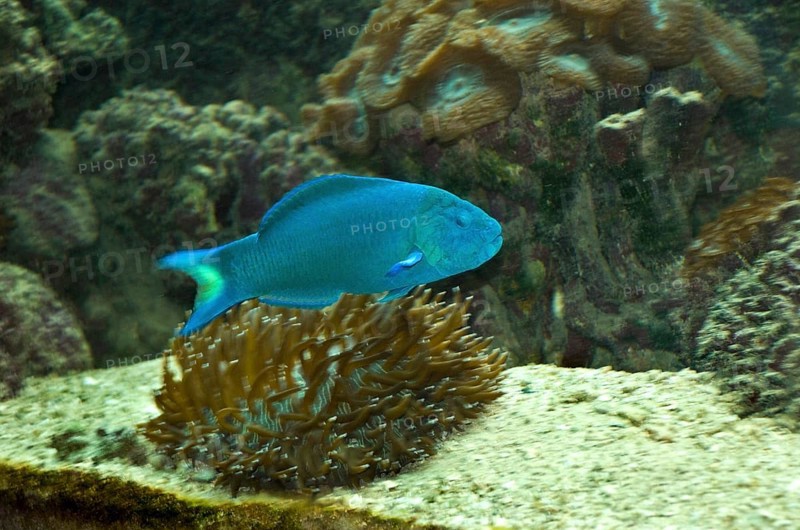 Moon Wrasse fish blue, Green Island, Cairns, Queensland, Australia, Oceania