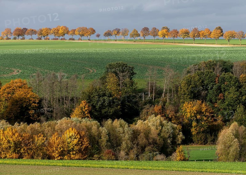 Büren, avenue near the Wewelsburg castle in autumn