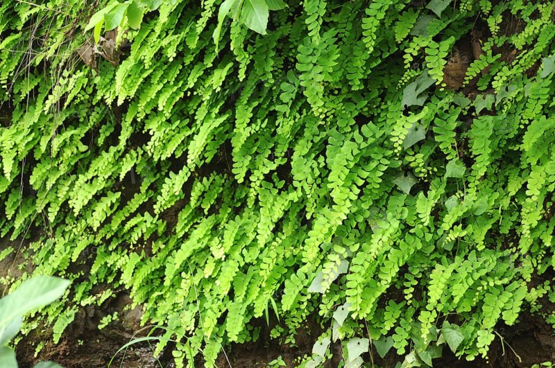 Rain leaves in garden fine art shot