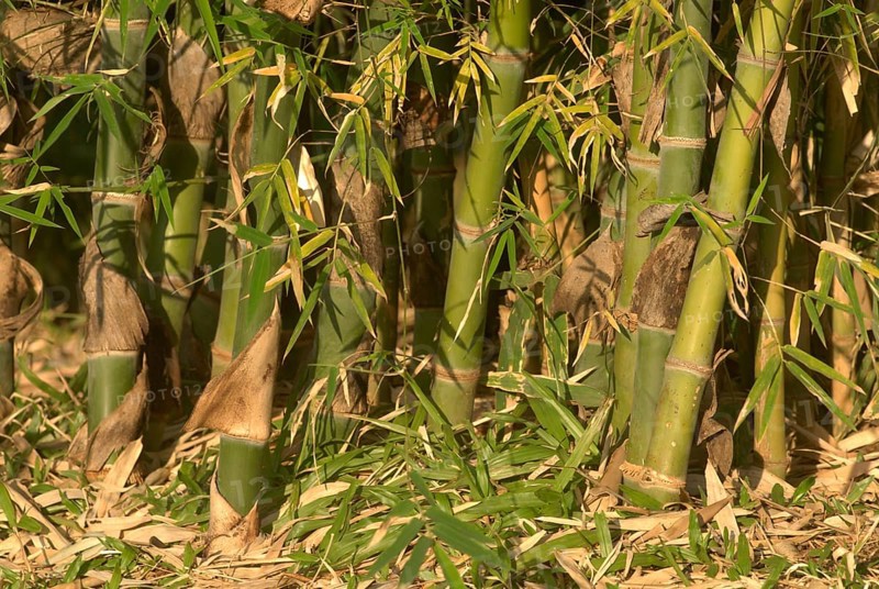 Dense and thick Bamboo plantation, Okayama friendship garden P. L. Deshpande garden Sinhgarh Tanaji Malusare road Pune