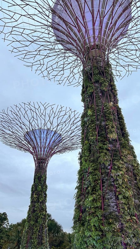 Two tall supertrees with vegetation at dusk under a cloudy sky, singapore