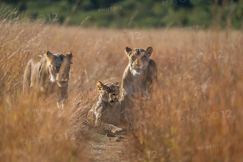 3 Lionesses (Pantera leo) standing in a path. Low angle picture of the wild animals looking into the camera, front view. Hwange National Park, Zimbabwe, Africa