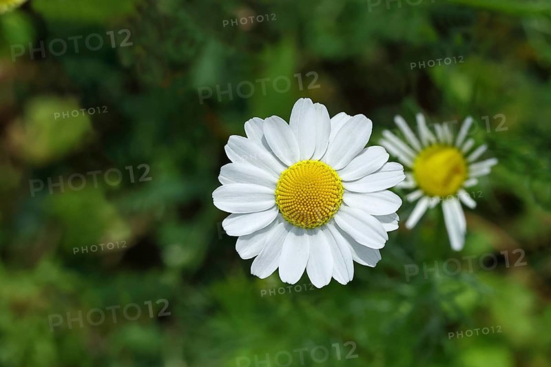 Matricaria chamomilla (Matricaria chamomilla), flowers, medicinal plant, Wilnsdorf North Rhine-Westphalia, Germany, Europe