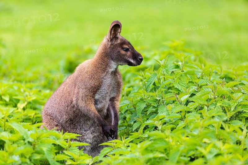 Red-necked wallaby or Bennett's wallaby (Macropus rufogriseus) sits amidst of a field of stinging nettle