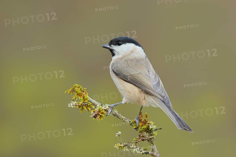 Marsh tit (Parus palustris), sitting on a branch overgrown with lichen, Wildlife, Animals, Birds, Siegerland, North Rhine-Westphalia, Germany, Europe