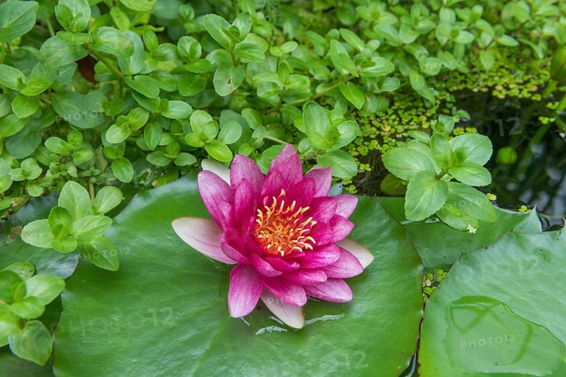 Red water lily (Nymphaea) on green leaves in a pond, duckweed, Baden-Württemberg, Germany, Europe