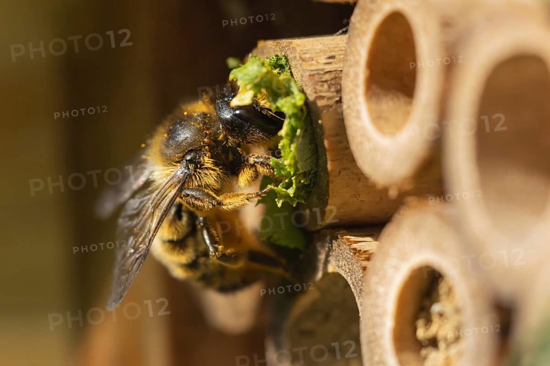 Leafcutter bee (Megachile willughbiella) adult filling a hole in a garden bee hotel with leaves, England, United Kingdom, Europe