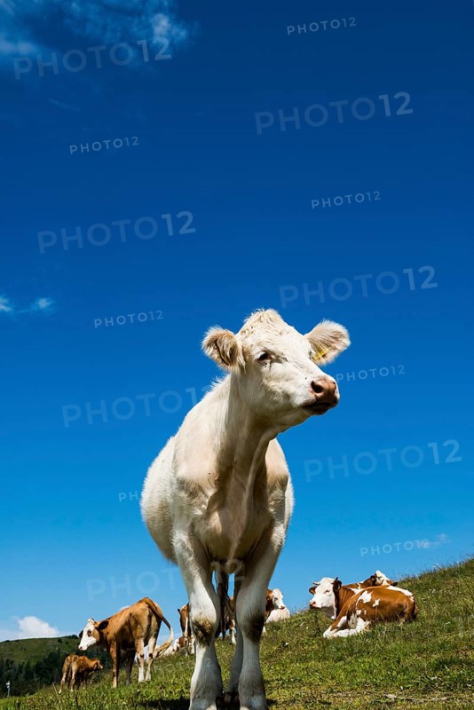 Dairy cows in front of a blue sky, Herzogenhorn, Southern Black Forest, Black Forest, Germany, Europe