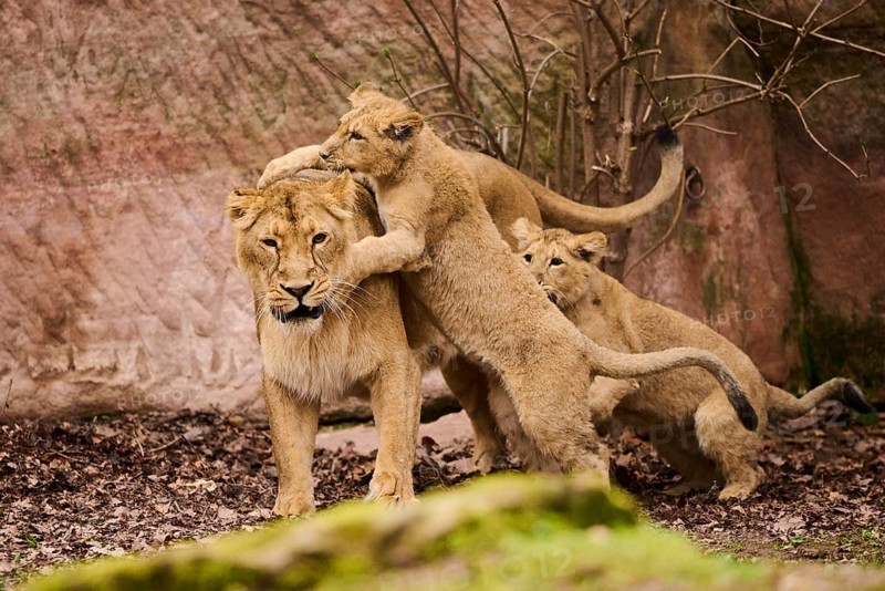 Asiatic lion (Panthera leo persica) female (mother) with her cubs, captive