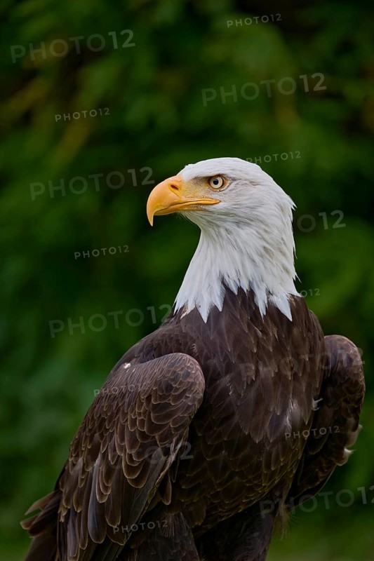 Bald eagle (Haliaeetus leucocephalus) captive, Lower Saxony, Germany, Europe