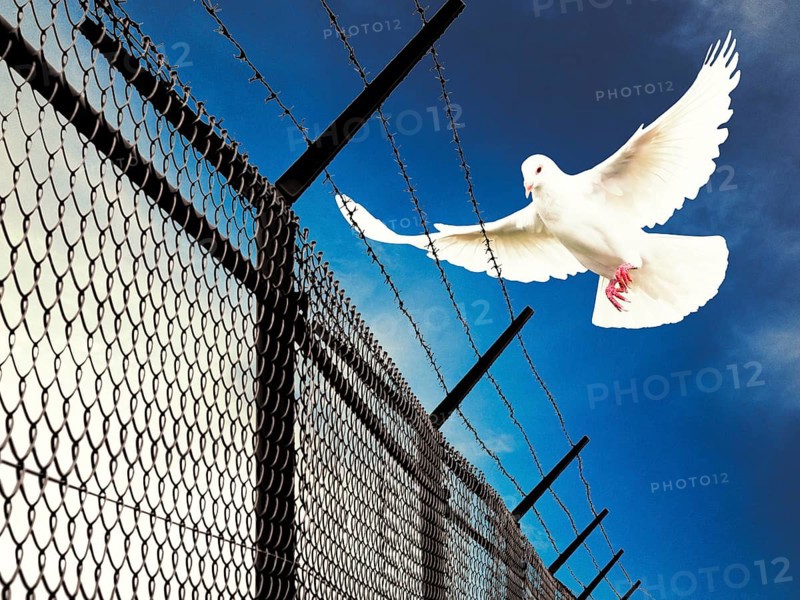 Symbolic image, dove of peace, peoples, international understanding, peace, threat of war, freedom, border conflicts, secure borders, humanism, democracy, aggressor, security, weapons, armament, tanks, imminent danger, barbed wire