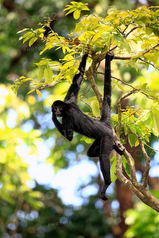 Black red-faced spider monkey (Ateles paniscus)