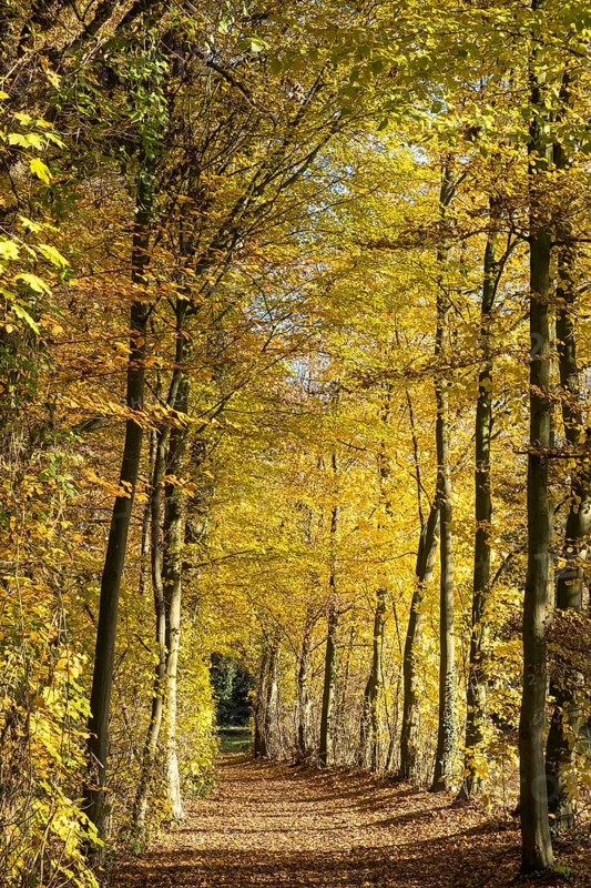 Path in the autumnally discoloured beech forest, Ahaus, Münsterland, North Rhine-Westphalia, Germany, Europe
