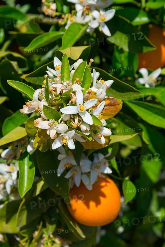 Close-up of white flowers with oranges and green leaves, orange trees near Skala, Laconia, Peloponnese, Greece, Europe