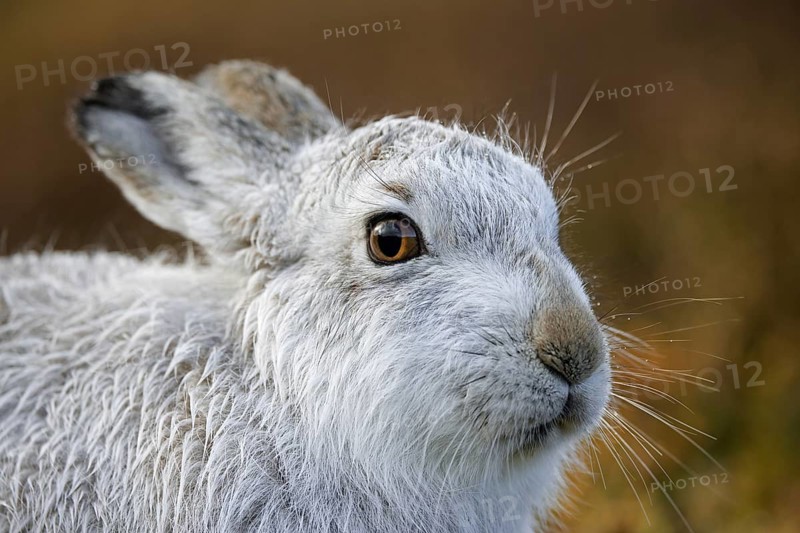 Mountain hare, alpine hare, snow hare (Lepus timidus) in white winter pelage resting in the hills in late winter, Cairngorms National Park, Scotland, United Kingdom, Europe