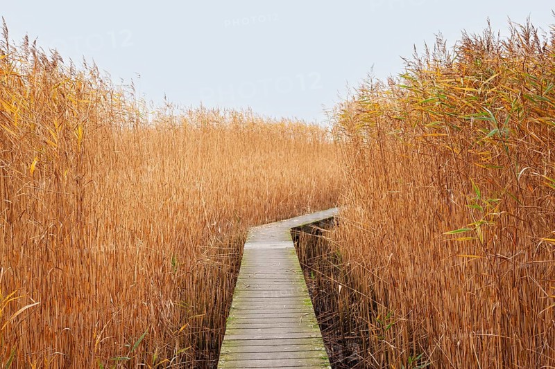 Low water, reeds, boardwalk, mudflats, Dollart, Nieuwe Statenzijl, Netherlands