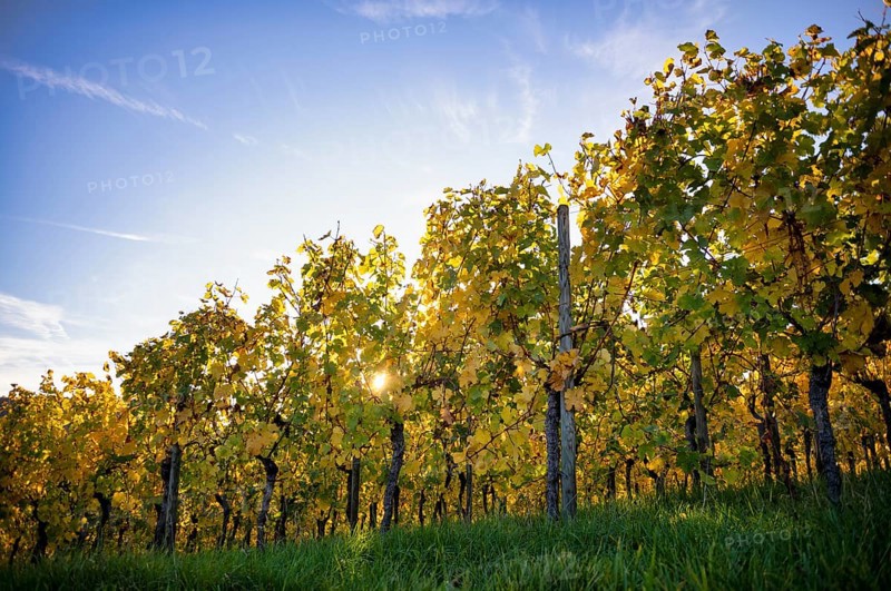 Vineyard, vines, grapevines, viticulture, autumn colours, autumn, backlight, Strümpfelbach, Weinstadt, Baden-Württemberg, Germany, Europe