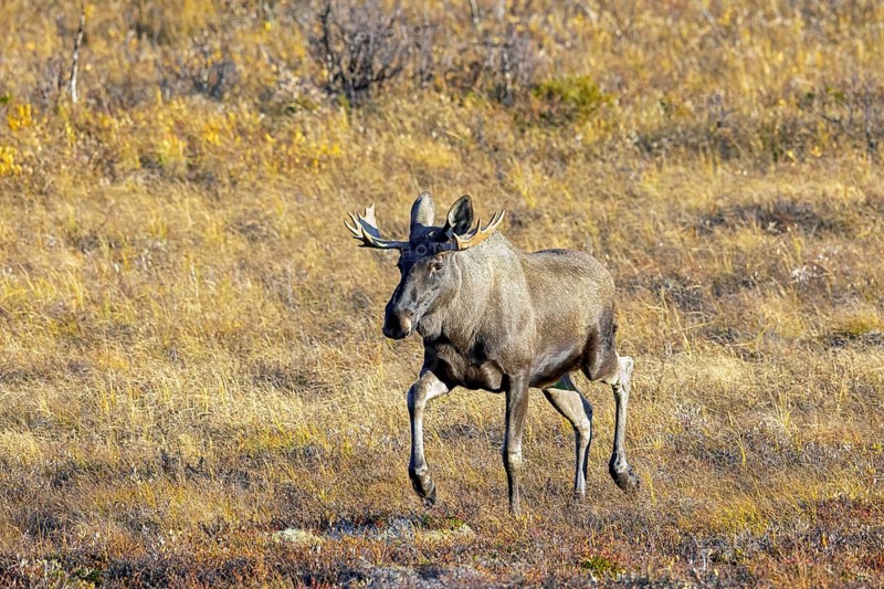Moose, elk (Alces alces), adult bull, male foraging on the tundra in autumn, fall, Sweden, Scandinavia, Europe