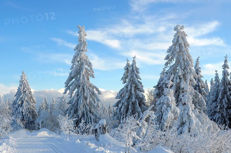 Black Forest, Black Forest in winter, spruce forest, Black Forest High Road, snowy landscape, at Schliffkopf, snow-covered fir trees