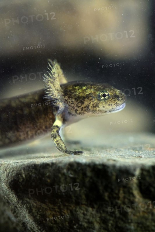 Fire salamander (Salamandra salamandra), larva from the side with clearly visible gill tufts in the spawning water, underwater photo, North Rhine-Westphalia, Germany, Europe