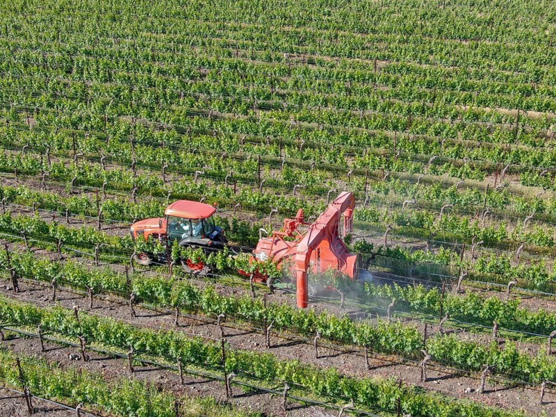 Farm tractor spraying pesticides and insecticides herbicides over green vineyard field. Napa Valley, Napa County, California, USA. April 5th, 2020