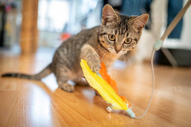 Kitten playing on a wooden floor with a colourful feather toy