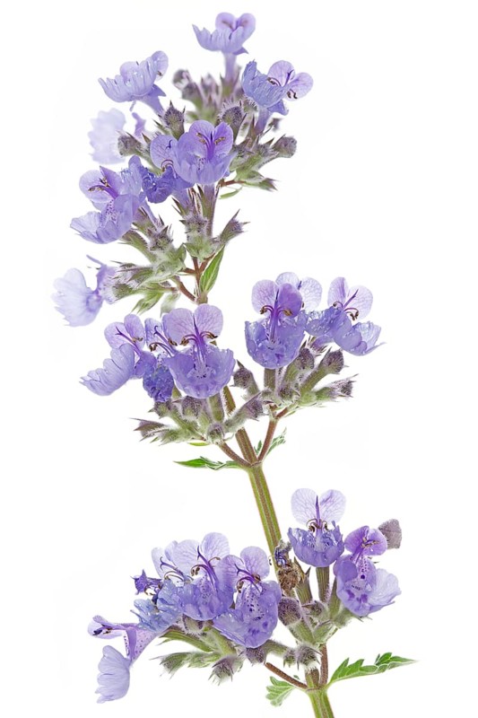 Catmint (Nepeta cataria) on a white background