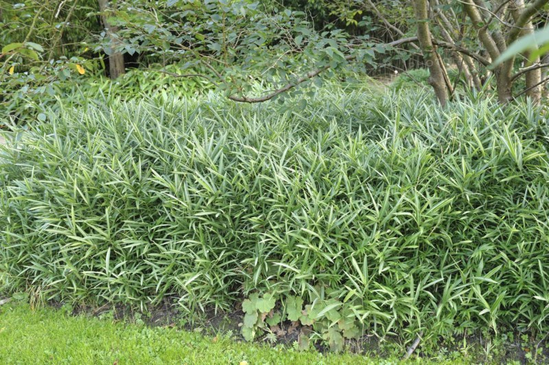 Fortune's shoot bamboo (Pleioblastus variegatus), Rhodo 2014, 81