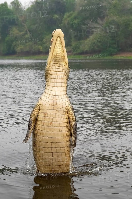 Spectacled caiman (Caiman crocodilus yacara), Crocodile (Alligatoridae), crocodile (Crocodylia), jumps out of the water, belly side visible, Pantanal, inland, wetland, UNESCO Biosphere Reserve, World Heritage Site, wetland biotope, Mato Grosso, Brazil, South America